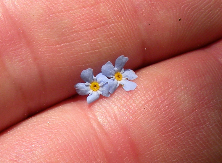 Sospetta Myosotis scorpioides dal Trentino